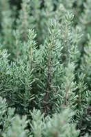 Thymus vulgaris 'Faustini' (Keukentijm) - afbeelding 19