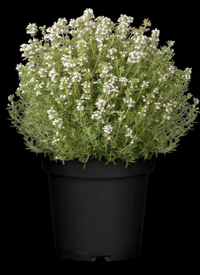 Thymus vulgaris 'Faustini' (Keukentijm) - afbeelding 15