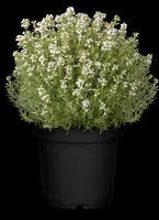 Thymus vulgaris 'Faustini' (Keukentijm) - afbeelding 15