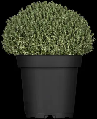 Thymus vulgaris 'Faustini' (Keukentijm) - afbeelding 8