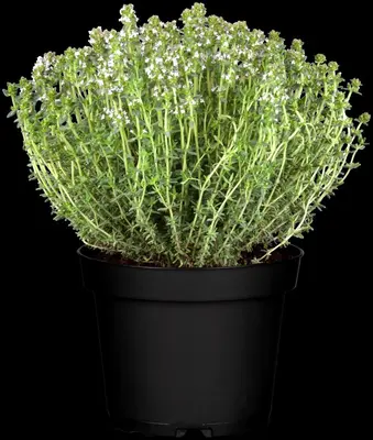 Thymus vulgaris 'Faustini' (Keukentijm) - afbeelding 14
