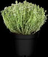 Thymus vulgaris 'Faustini' (Keukentijm) - afbeelding 14