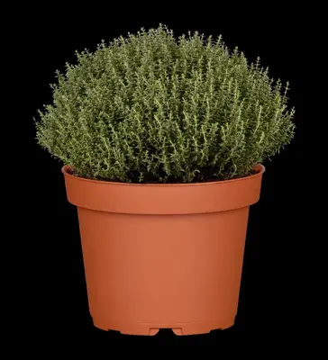 Thymus vulgaris 'Faustini' (Keukentijm) - afbeelding 20