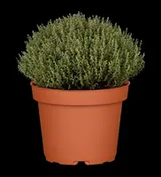 Thymus vulgaris 'Faustini' (Keukentijm) - afbeelding 20