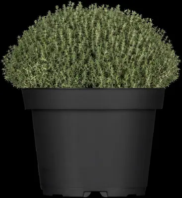 Thymus vulgaris 'Faustini' (Keukentijm) - afbeelding 9