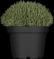 Thymus vulgaris 'Faustini' (Keukentijm) - afbeelding 9