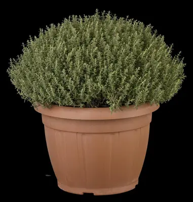 Thymus vulgaris 'Faustini' (Keukentijm) - afbeelding 21