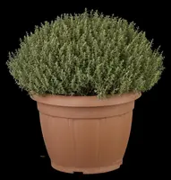 Thymus vulgaris 'Faustini' (Keukentijm) - afbeelding 21