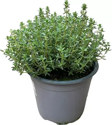 Thymus vulgaris 'Faustini' (Tijm) ø14 cm - afbeelding 2
