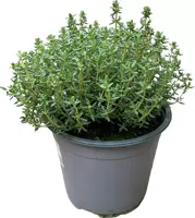 Thymus vulgaris 'Faustini' (Tijm) ø14 cm - afbeelding 2