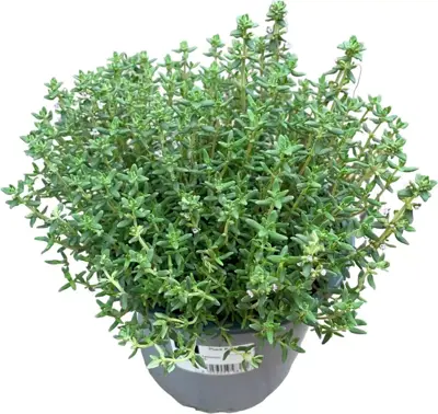 Thymus vulgaris 'Faustini' (Tijm) ø14 cm - afbeelding 1