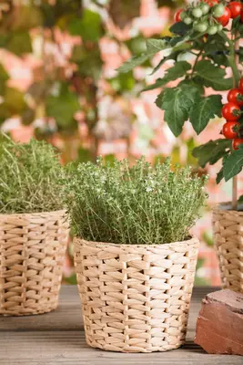 Thymus vulgaris 'Fredo' (Tijm 'Fredo') - afbeelding 8