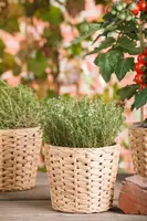 Thymus vulgaris 'Fredo' (Tijm 'Fredo') - afbeelding 8