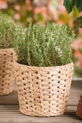Thymus vulgaris 'Fredo' (Tijm 'Fredo') - afbeelding 9
