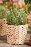 Thymus vulgaris 'Fredo' (Tijm 'Fredo') - afbeelding 9