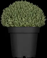 Thymus vulgaris 'Fredo' (Tijm 'Fredo') - afbeelding 2