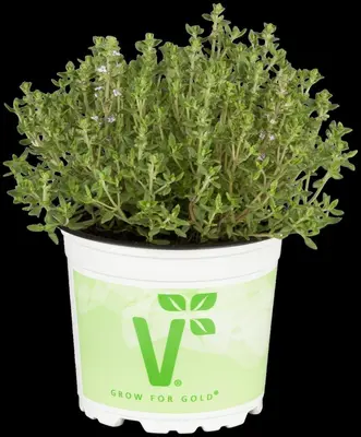 Thymus vulgaris 'Fredo' (Tijm 'Fredo') - afbeelding 6