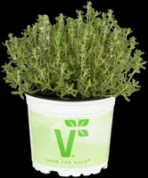 Thymus vulgaris 'Fredo' (Tijm 'Fredo') - afbeelding 6