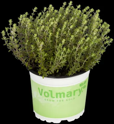 Thymus vulgaris 'Fredo' (Tijm 'Fredo') - afbeelding 7