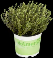Thymus vulgaris 'Fredo' (Tijm 'Fredo') - afbeelding 7