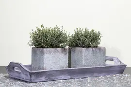 Thymus vulgaris 'Fredo' (Tijm 'Fredo') - afbeelding 1