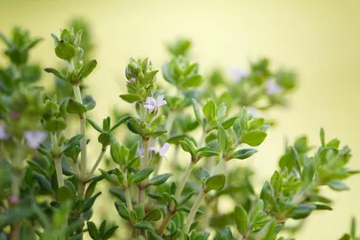 Thymus vulgaris 'Fredo' (Tijm 'Fredo') - afbeelding 3