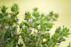 Thymus vulgaris 'Fredo' (Tijm 'Fredo') - afbeelding 3