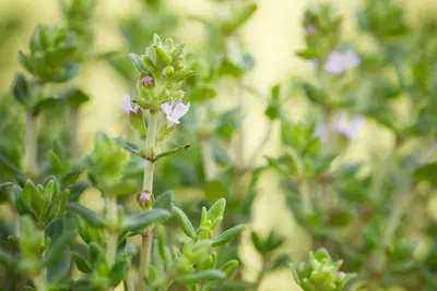 Thymus vulgaris 'Fredo' (Tijm 'Fredo') - afbeelding 4