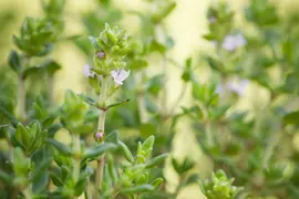 Thymus vulgaris 'Fredo' (Tijm 'Fredo') - afbeelding 4