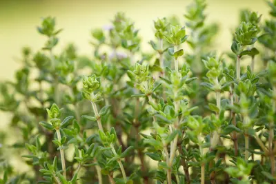 Thymus vulgaris 'Fredo' (Tijm 'Fredo') - afbeelding 5