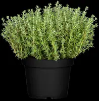 Thymus vulgaris 'orange' (sinaasappeltijm) 15cm - afbeelding 24