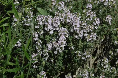 Thymus vulgaris 'orange' (sinaasappeltijm) 15cm - afbeelding 111