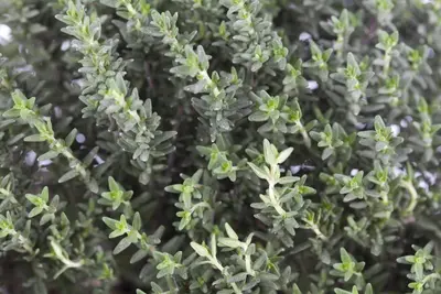 Thymus vulgaris 'orange' (sinaasappeltijm) 15cm - afbeelding 5