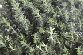 Thymus vulgaris 'orange' (sinaasappeltijm) 15cm - afbeelding 5
