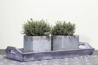Thymus vulgaris 'orange' (sinaasappeltijm) 15cm - afbeelding 6
