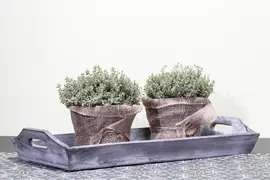 Thymus vulgaris 'orange' (sinaasappeltijm) 15cm - afbeelding 7