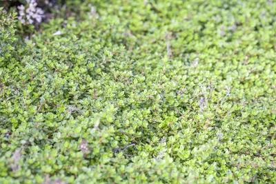 Thymus vulgaris 'orange' (sinaasappeltijm) 15cm - afbeelding 12