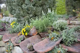 Thymus vulgaris 'orange' (sinaasappeltijm) 15cm - afbeelding 17
