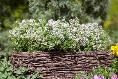 Thymus vulgaris 'orange' (sinaasappeltijm) 15cm - afbeelding 18