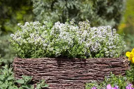 Thymus vulgaris 'orange' (sinaasappeltijm) 15cm - afbeelding 18