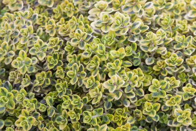 Thymus vulgaris 'orange' (sinaasappeltijm) 15cm - afbeelding 27