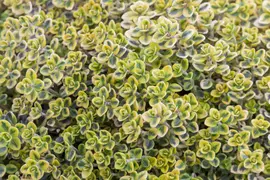 Thymus vulgaris 'orange' (sinaasappeltijm) 15cm - afbeelding 27