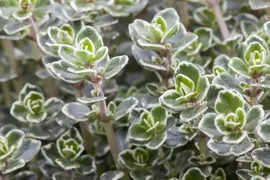 Thymus vulgaris 'orange' (sinaasappeltijm) 15cm - afbeelding 31