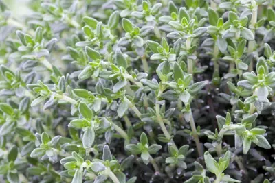 Thymus vulgaris 'orange' (sinaasappeltijm) 15cm - afbeelding 32