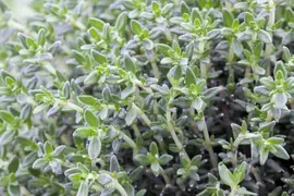 Thymus vulgaris 'orange' (sinaasappeltijm) 15cm - afbeelding 32