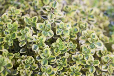 Thymus vulgaris 'orange' (sinaasappeltijm) 15cm - afbeelding 40