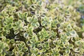 Thymus vulgaris 'orange' (sinaasappeltijm) 15cm - afbeelding 40
