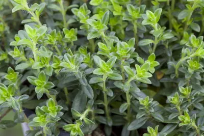 Thymus vulgaris 'orange' (sinaasappeltijm) 15cm - afbeelding 45