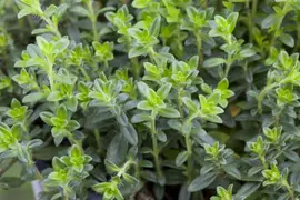 Thymus vulgaris 'orange' (sinaasappeltijm) 15cm - afbeelding 45