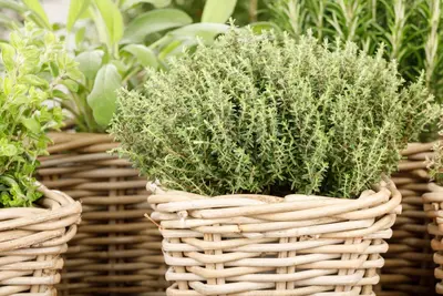Thymus vulgaris 'orange' (sinaasappeltijm) 15cm - afbeelding 59